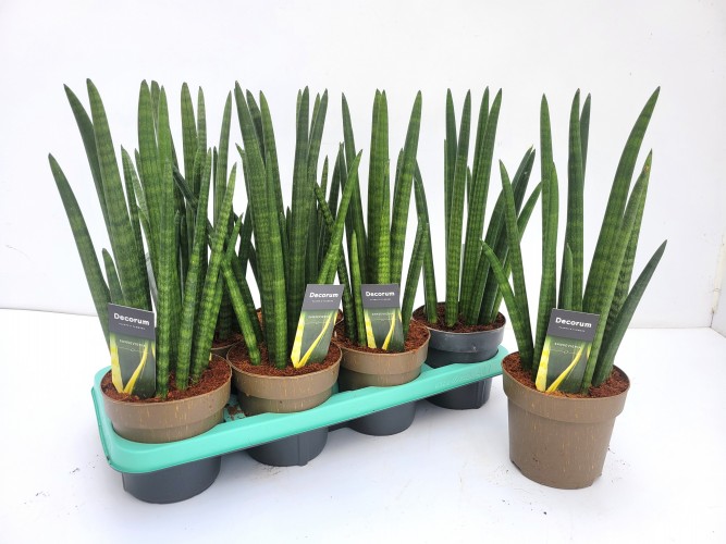 Sanseviera cylindrica 'Rocket'