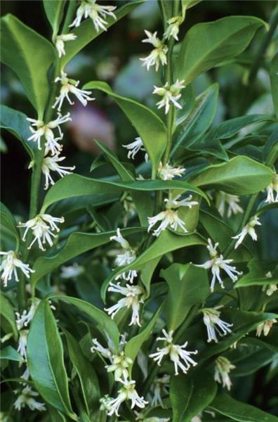 Sarcococca 'Fragrant Mountain' PBR Sarcococca 'Fragrant Mountain' PBR