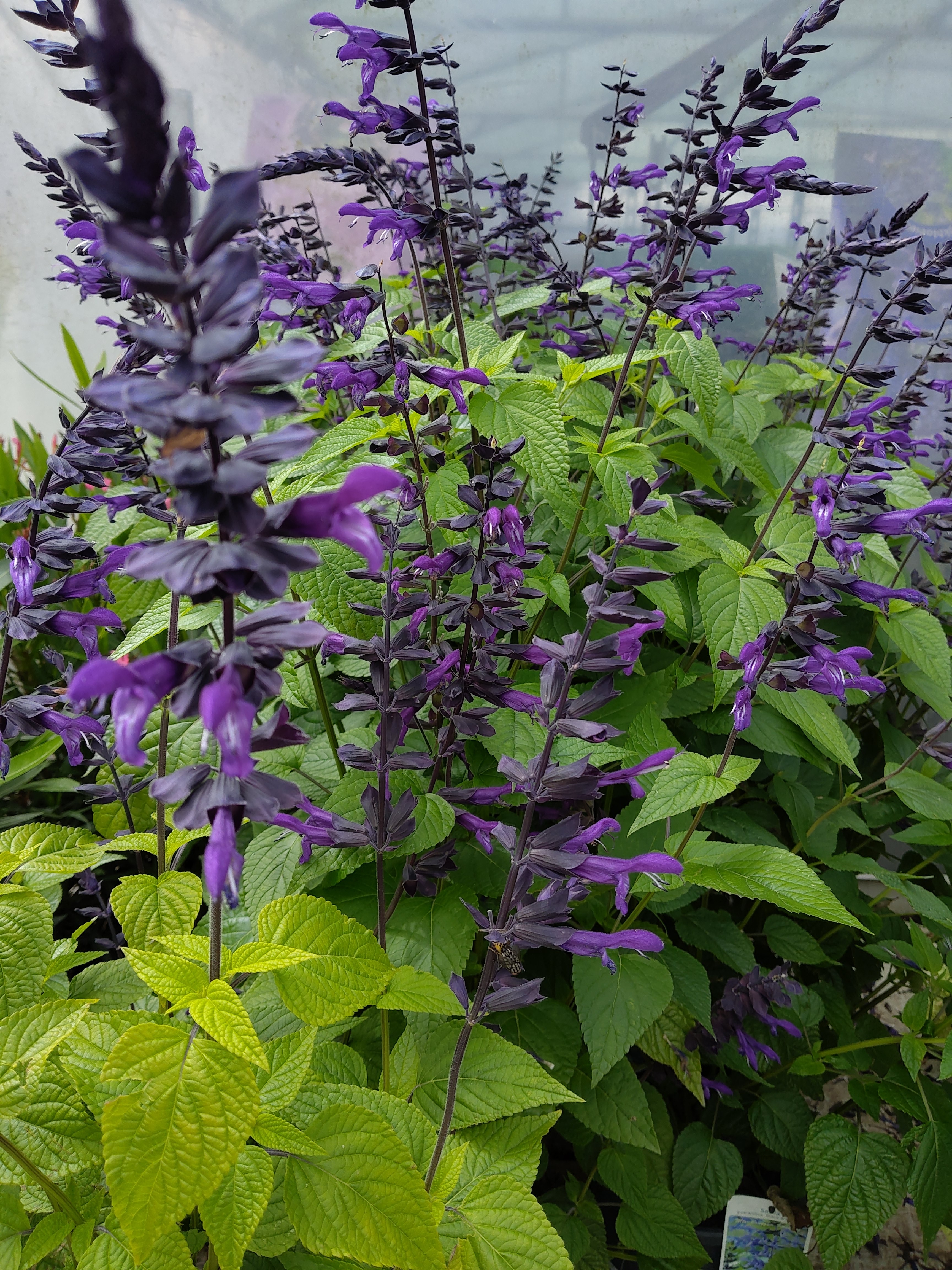 Salvia gua. 'Black & Bloom'