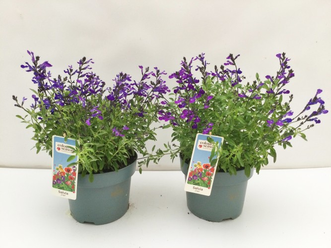 Salvia greggii Blue