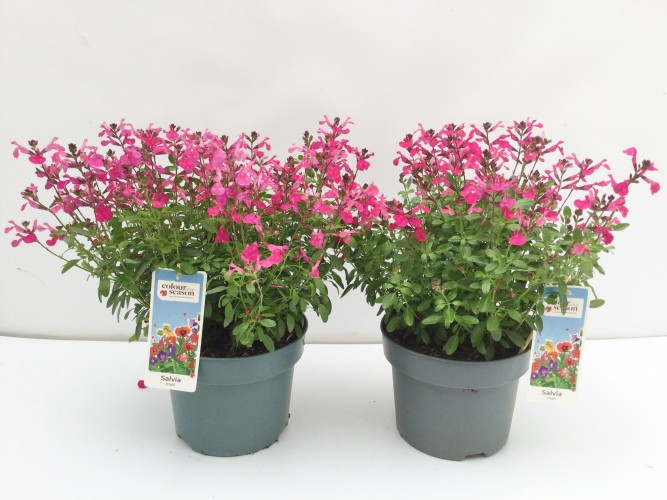Salvia greggii Fuchsia