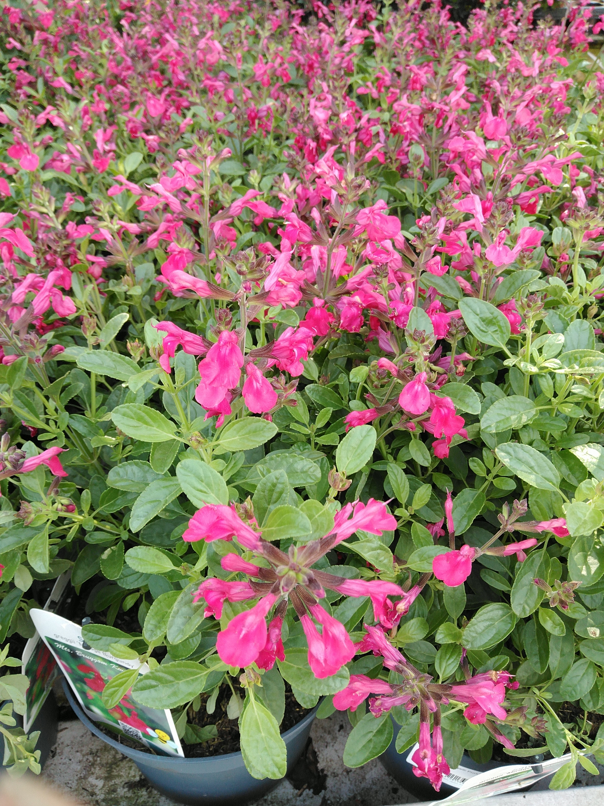 Salvia gre. 'Mirage® Pink'