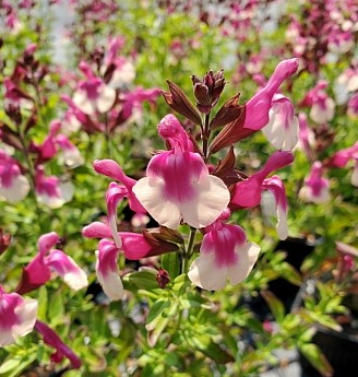 Salvia greggii 'Mirage Rose Bicolor'