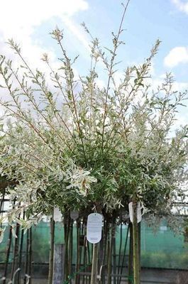 Salix integra 'Hakuro-nishiki'