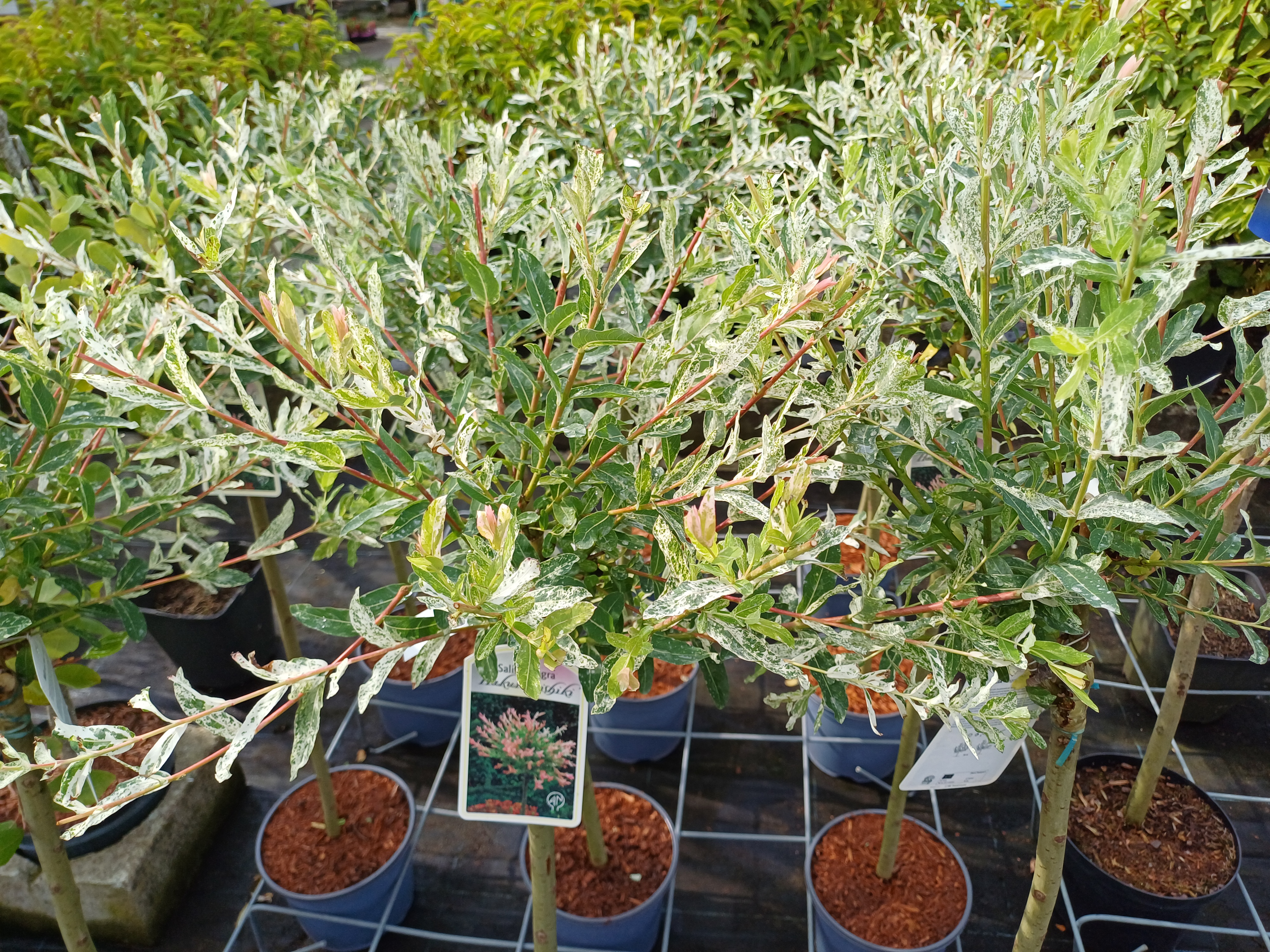 Salix integra 'Hakuro-nishiki'
