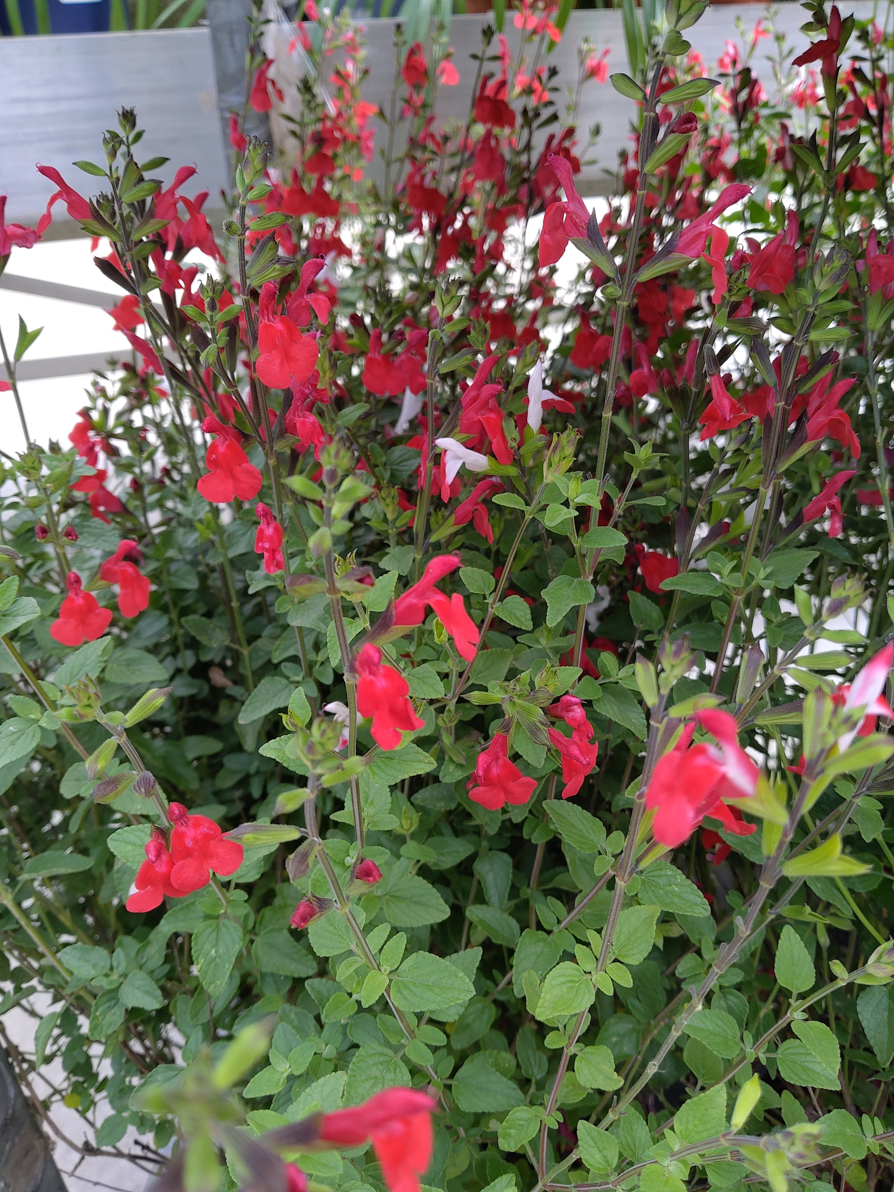 Salvia microphylla 'Hot Lips' 