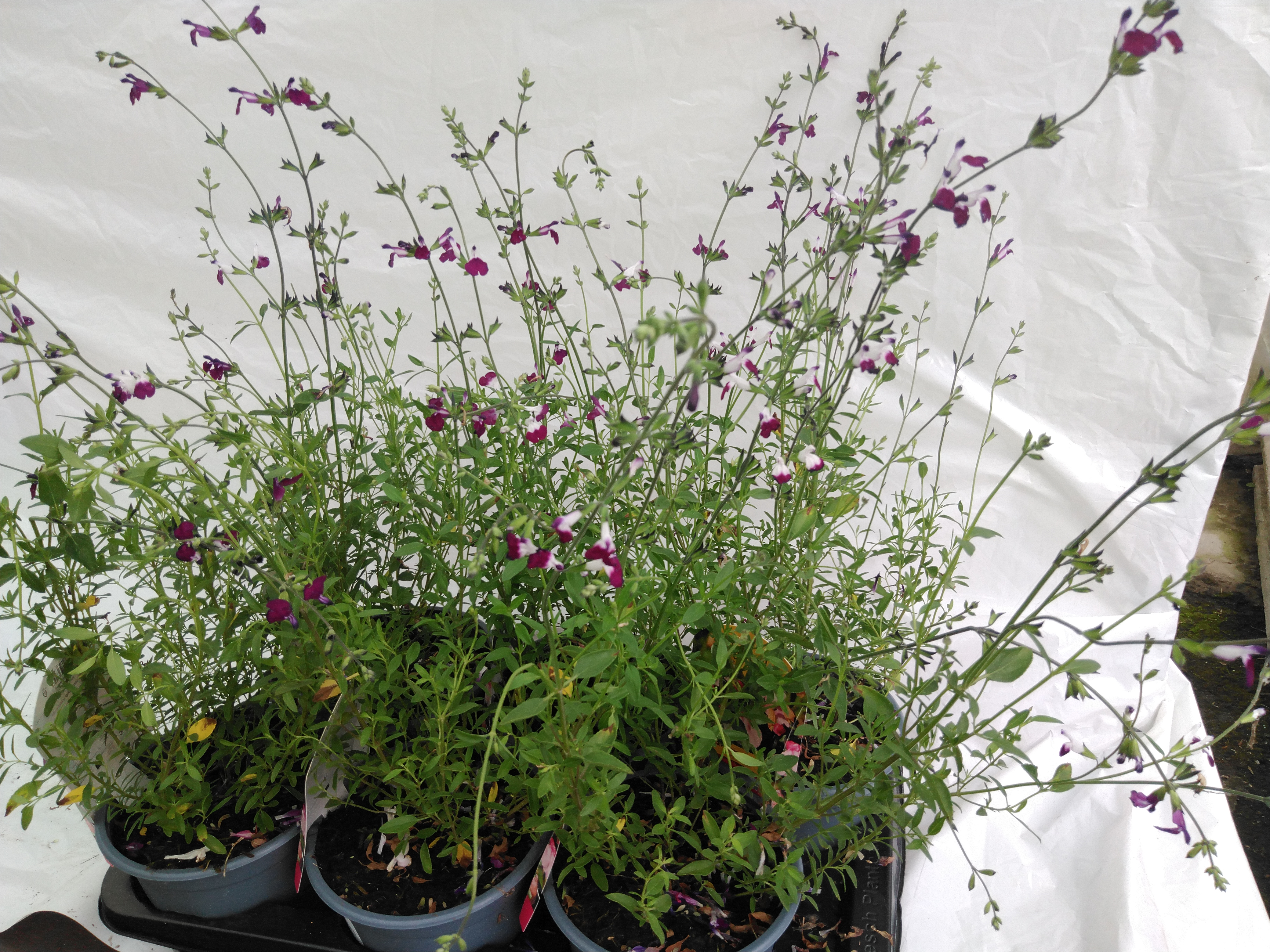 Salvia microphylla 'Amethyst Lips'