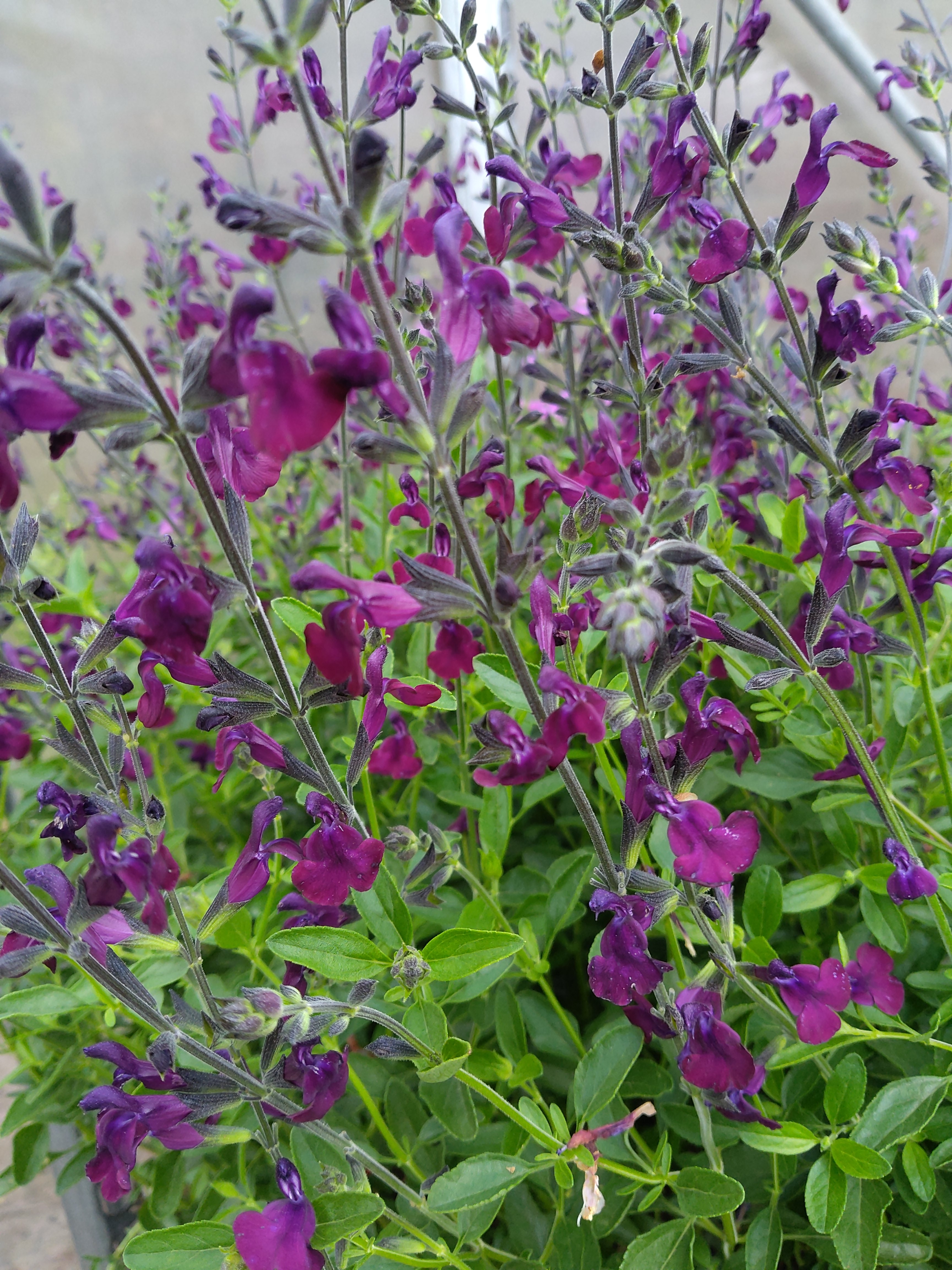 Salvia microphylla 'Amethyst Lips'