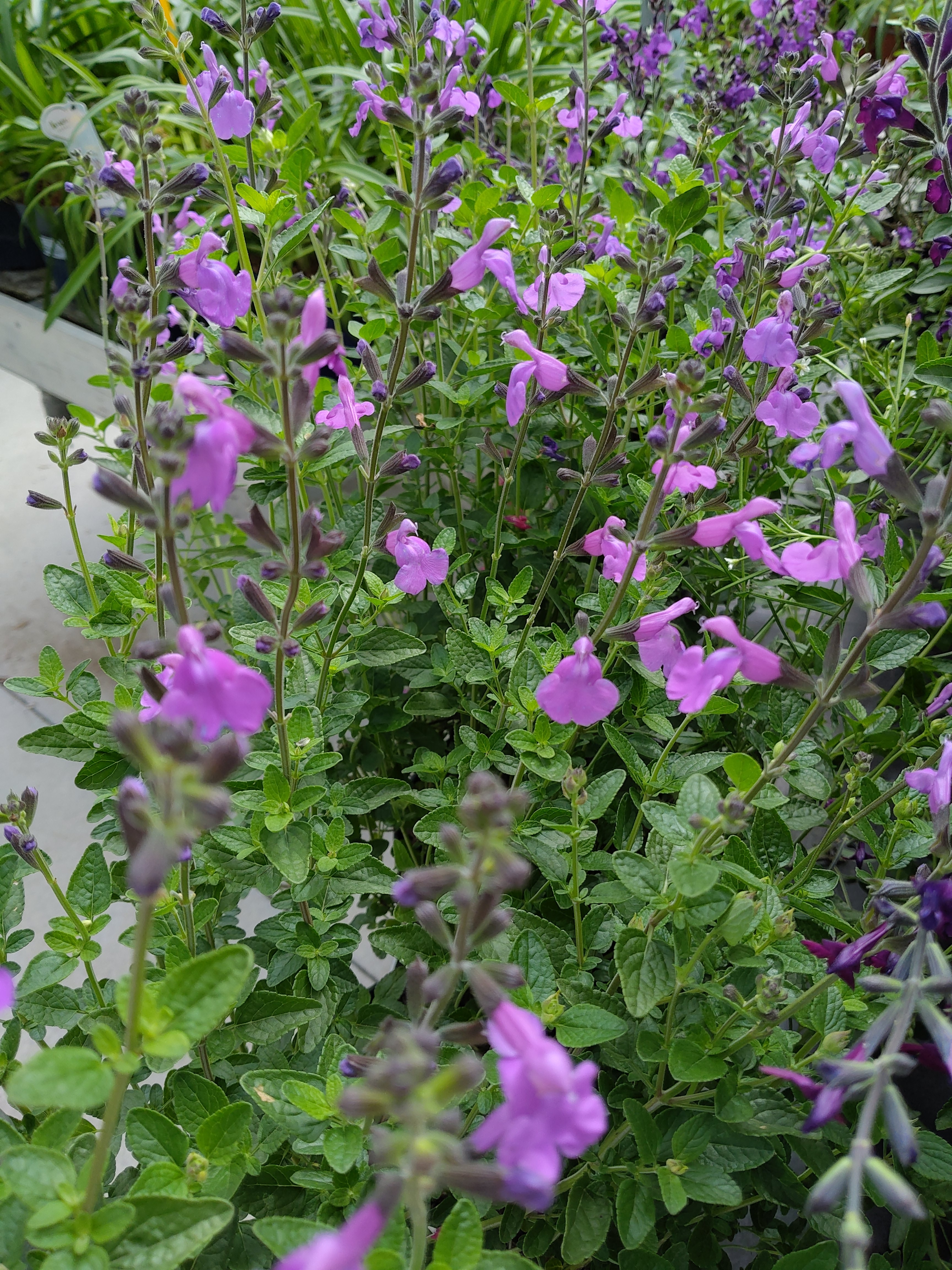 Salvia microph. 'Blue Monrovia'