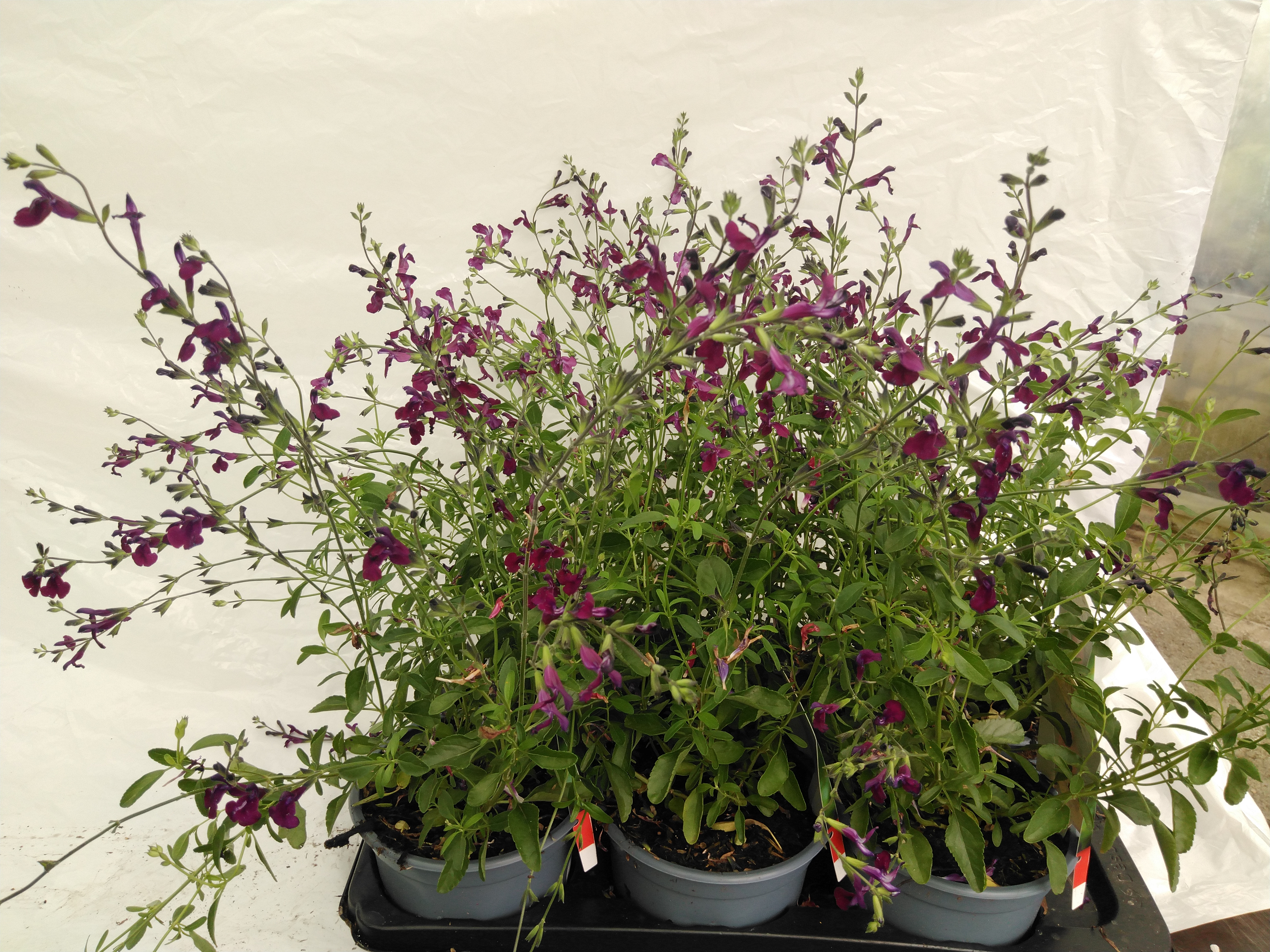 Salvia microphylla Burgundy Salvia microphylla Burgundy