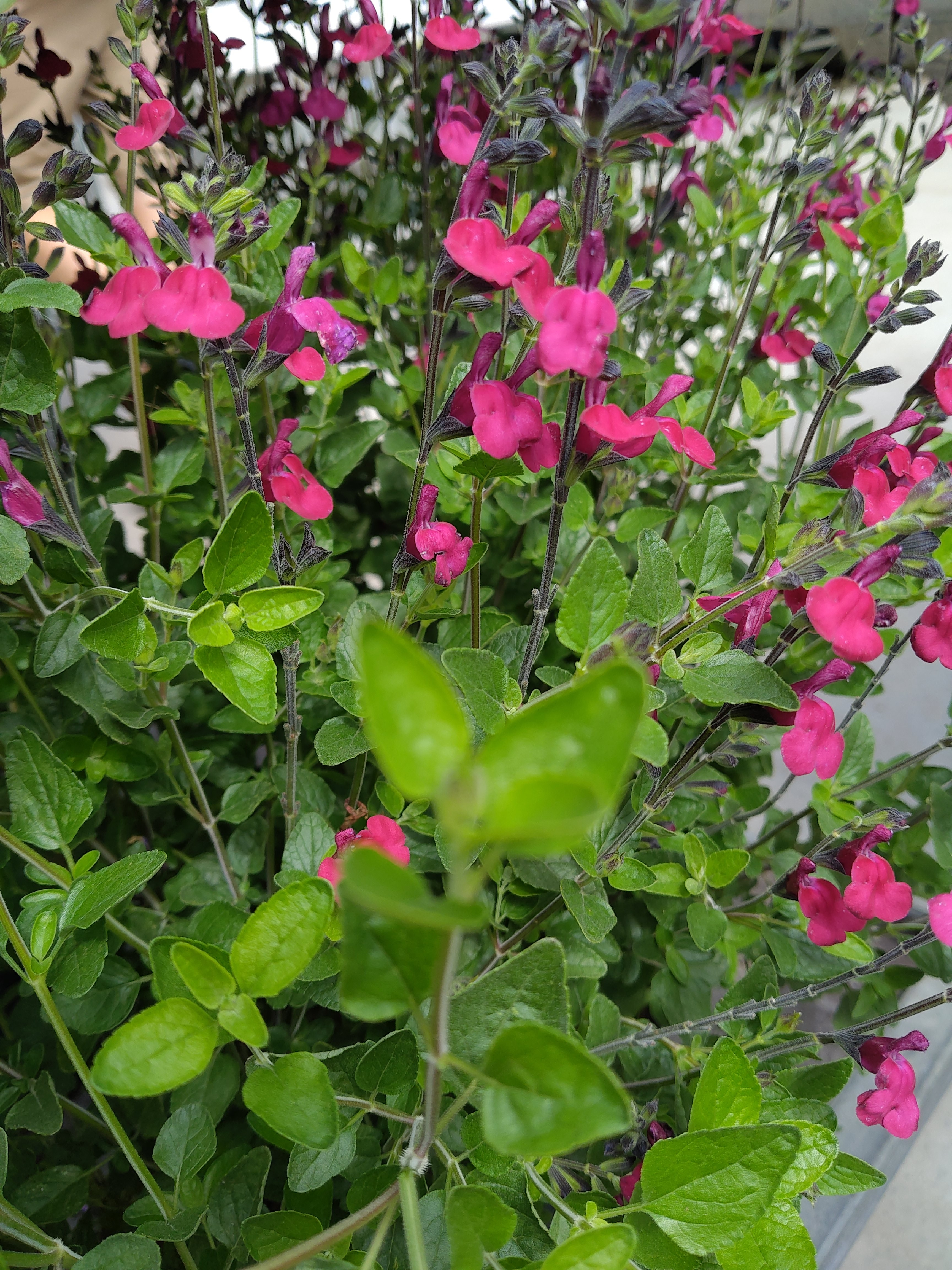 Salvia microphylla Burgundy