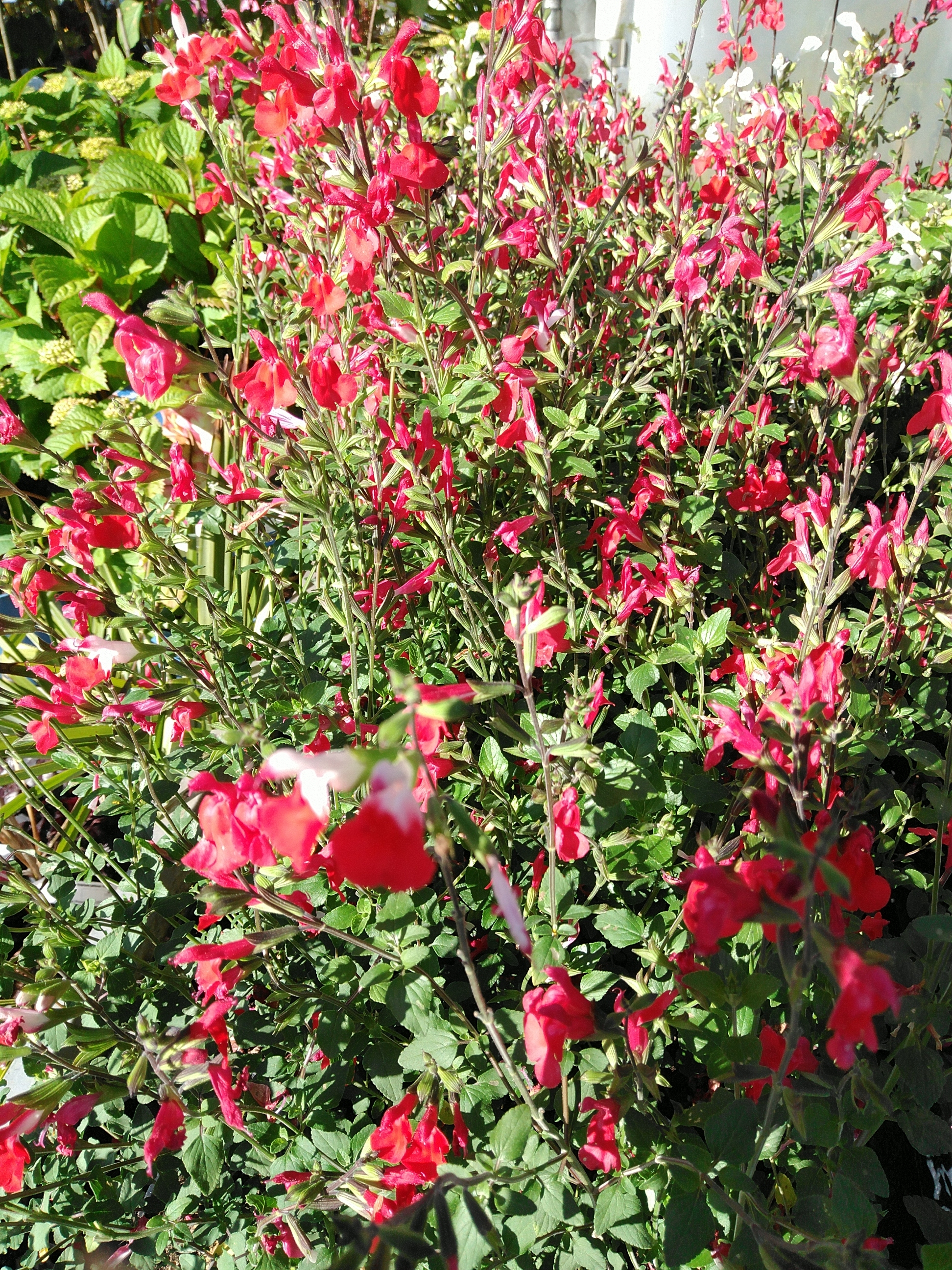 Salvia microph. 'Hot Lips'