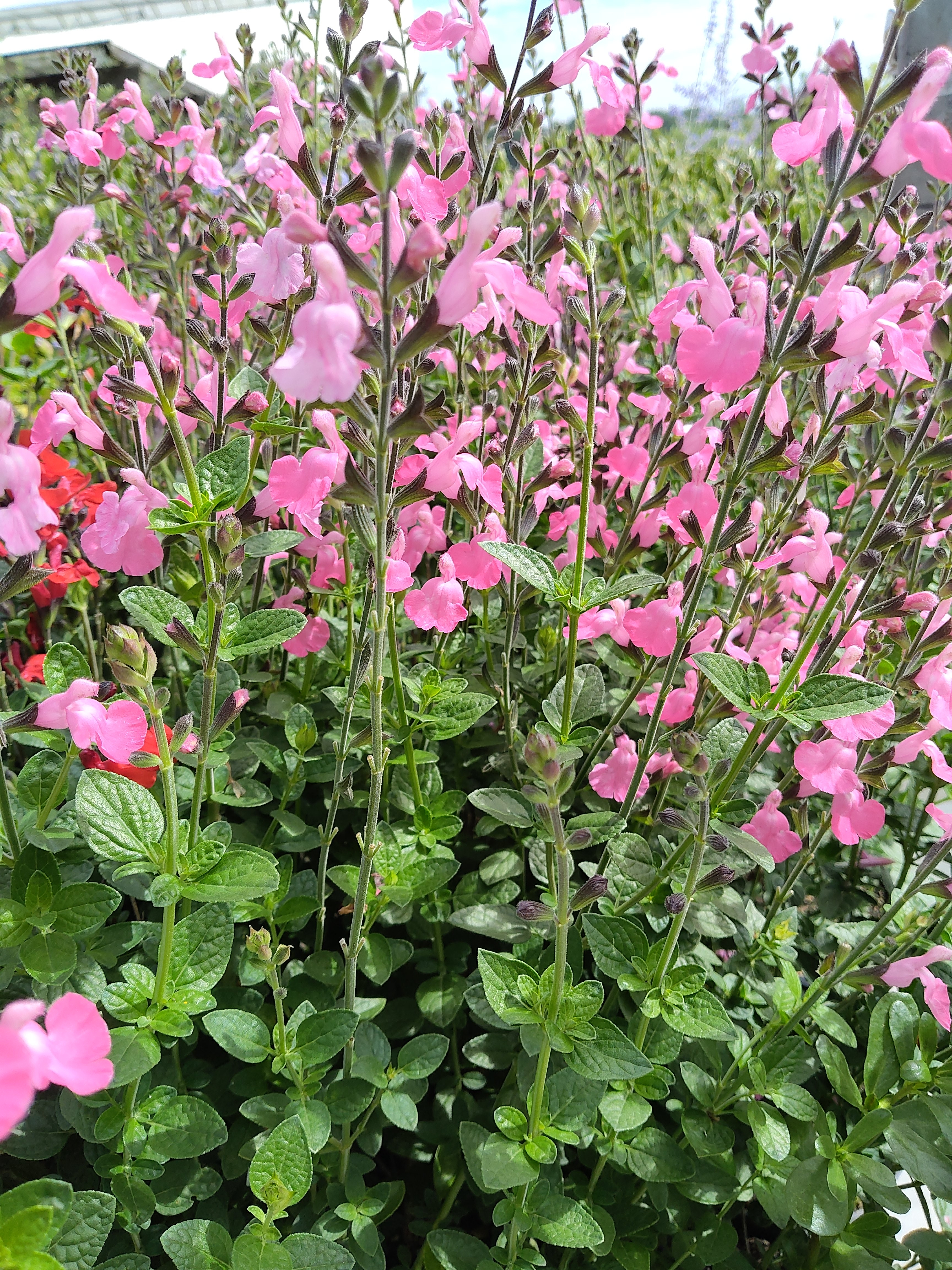 Salvia microphylla Light Rose