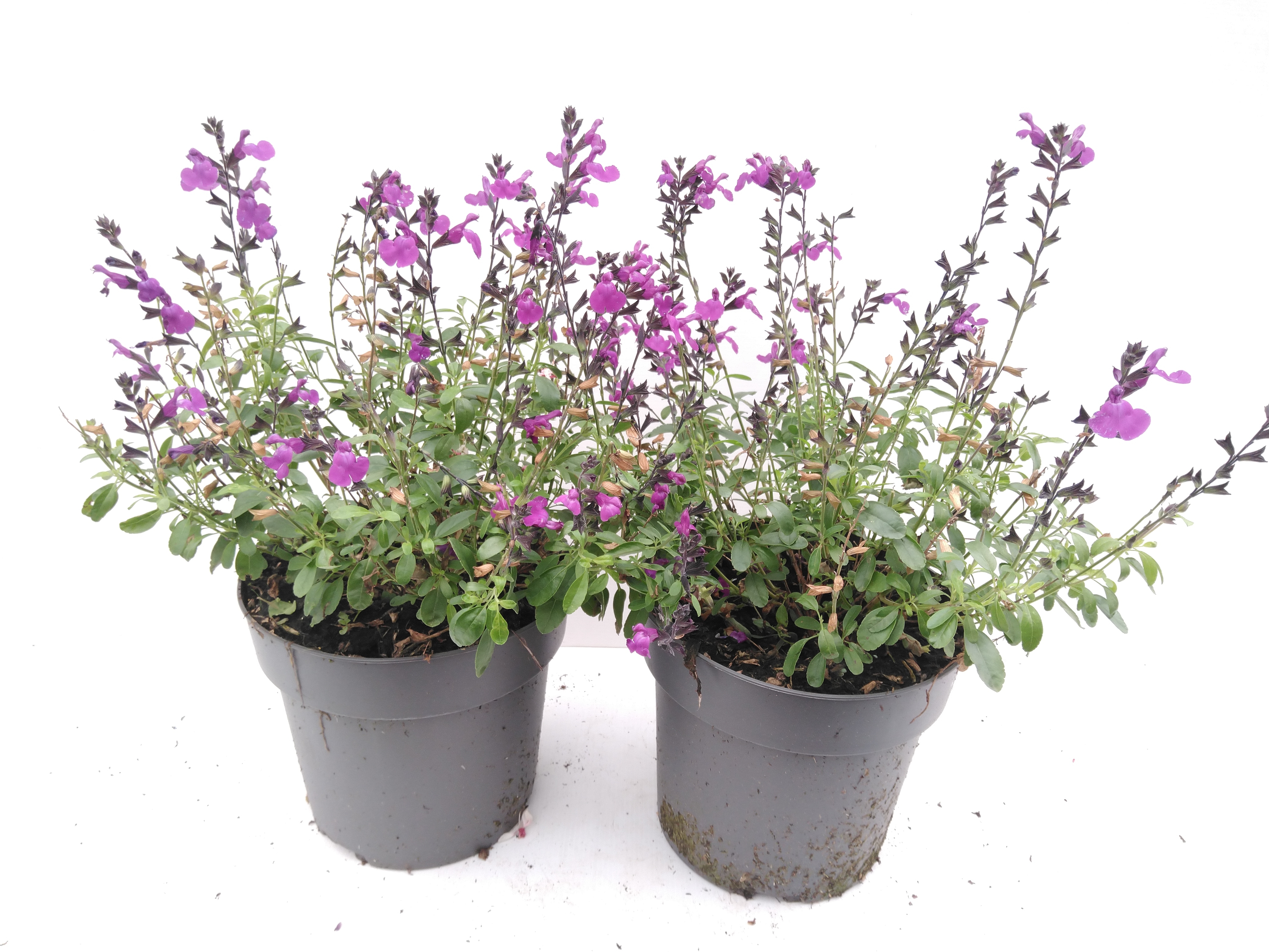 Salvia microphylla mix