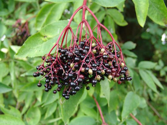 Sambucus nigra Sambucus nigra