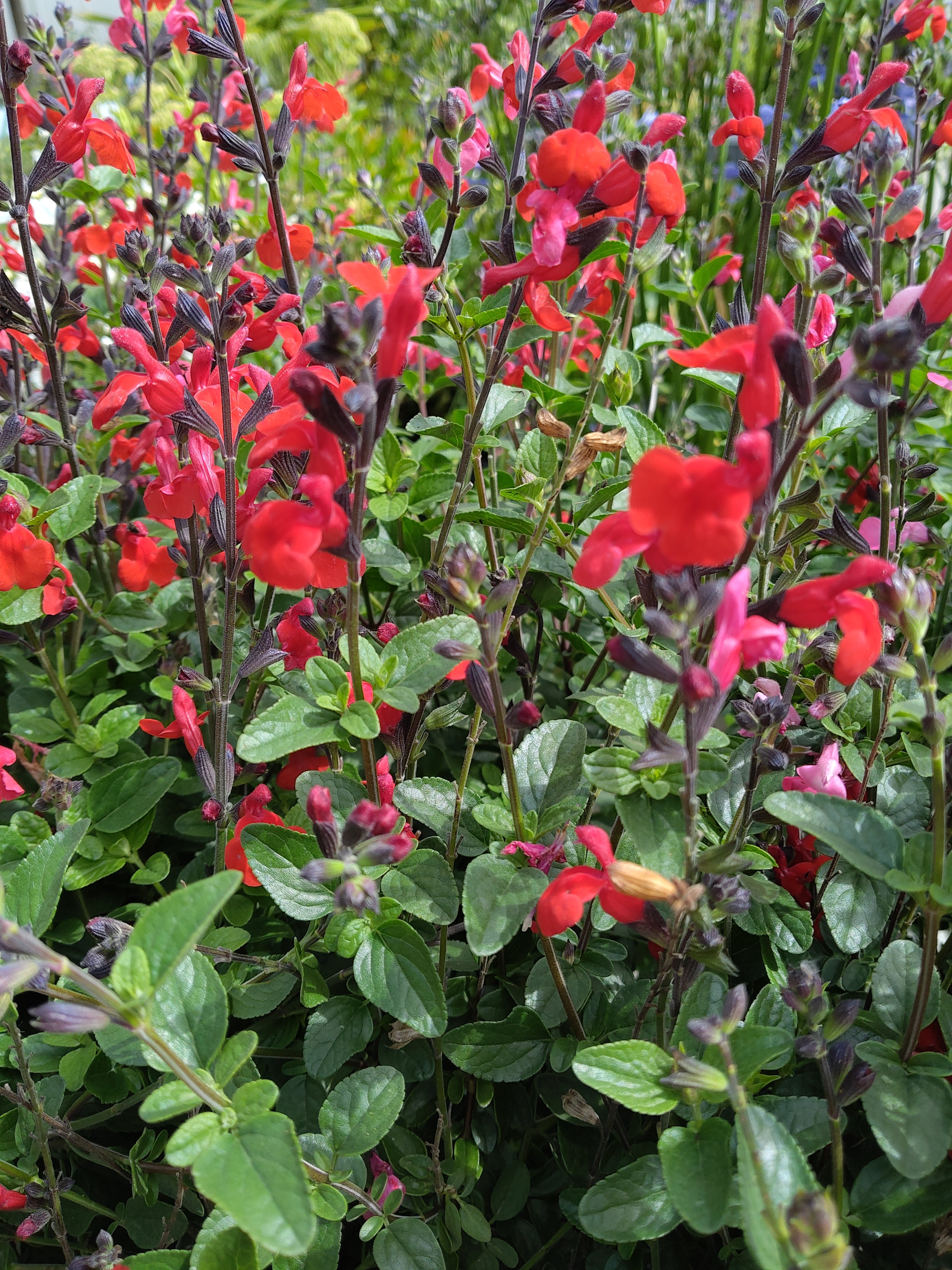 Salvia microphylla 'Red'  - rood / rouge