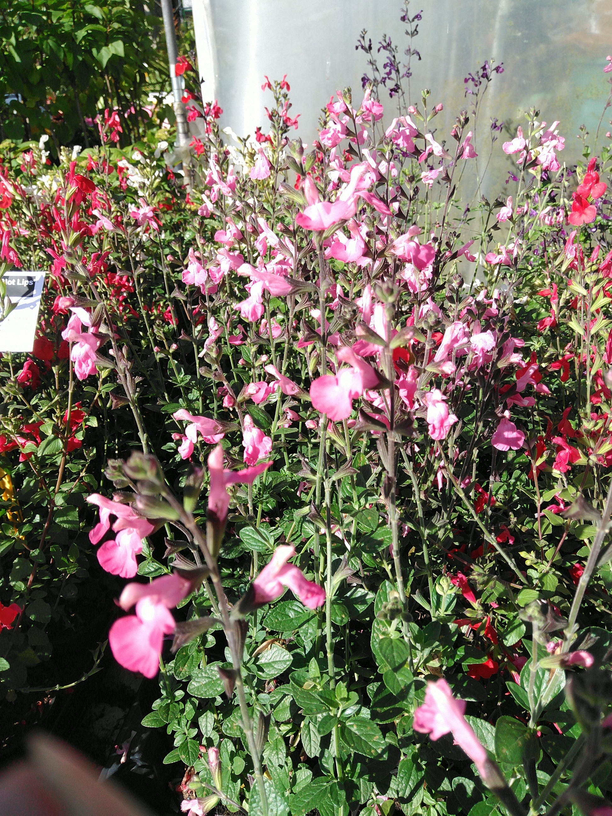 Salvia microphylla Rose