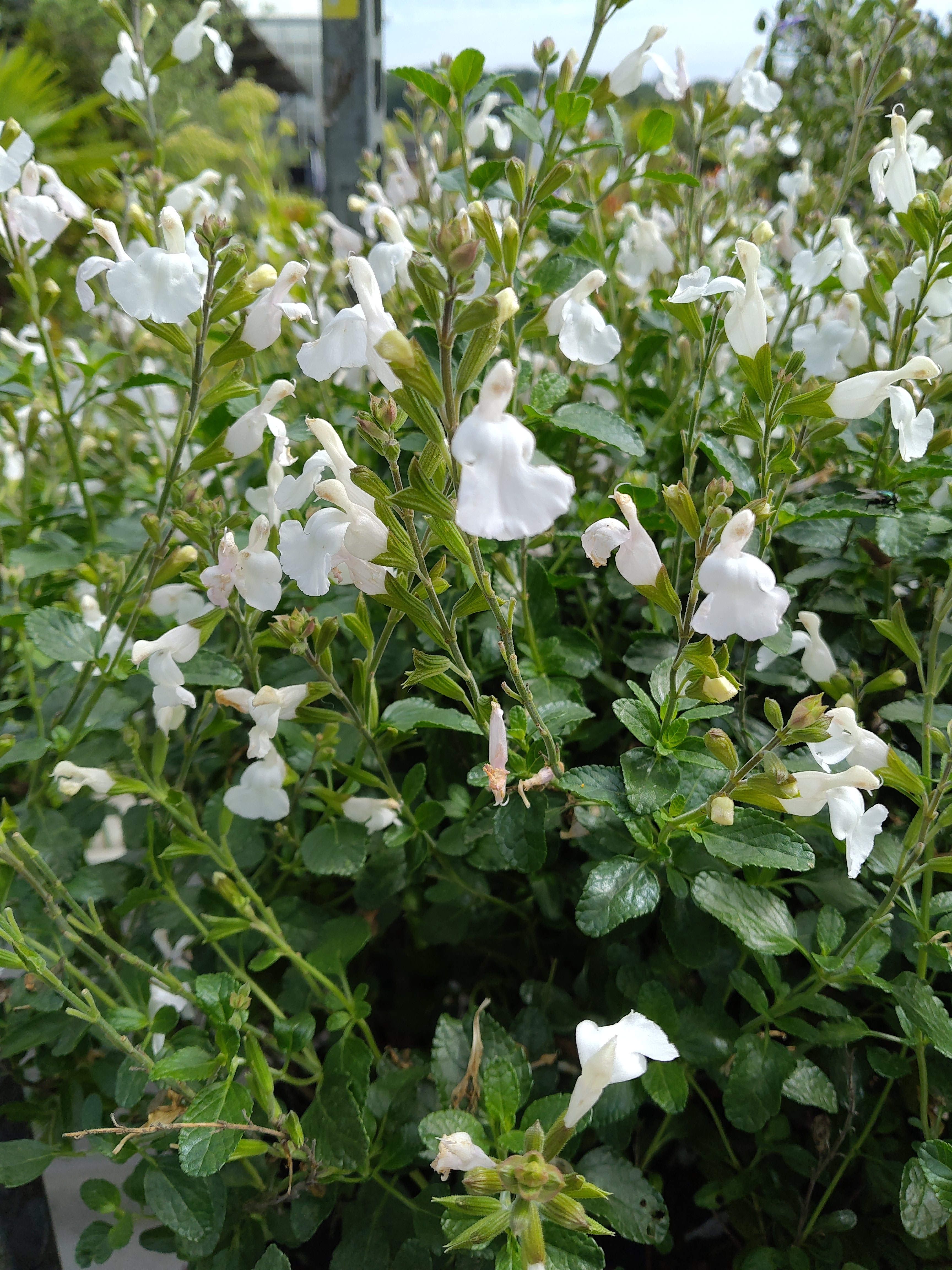 Salvia microphylla 'White'