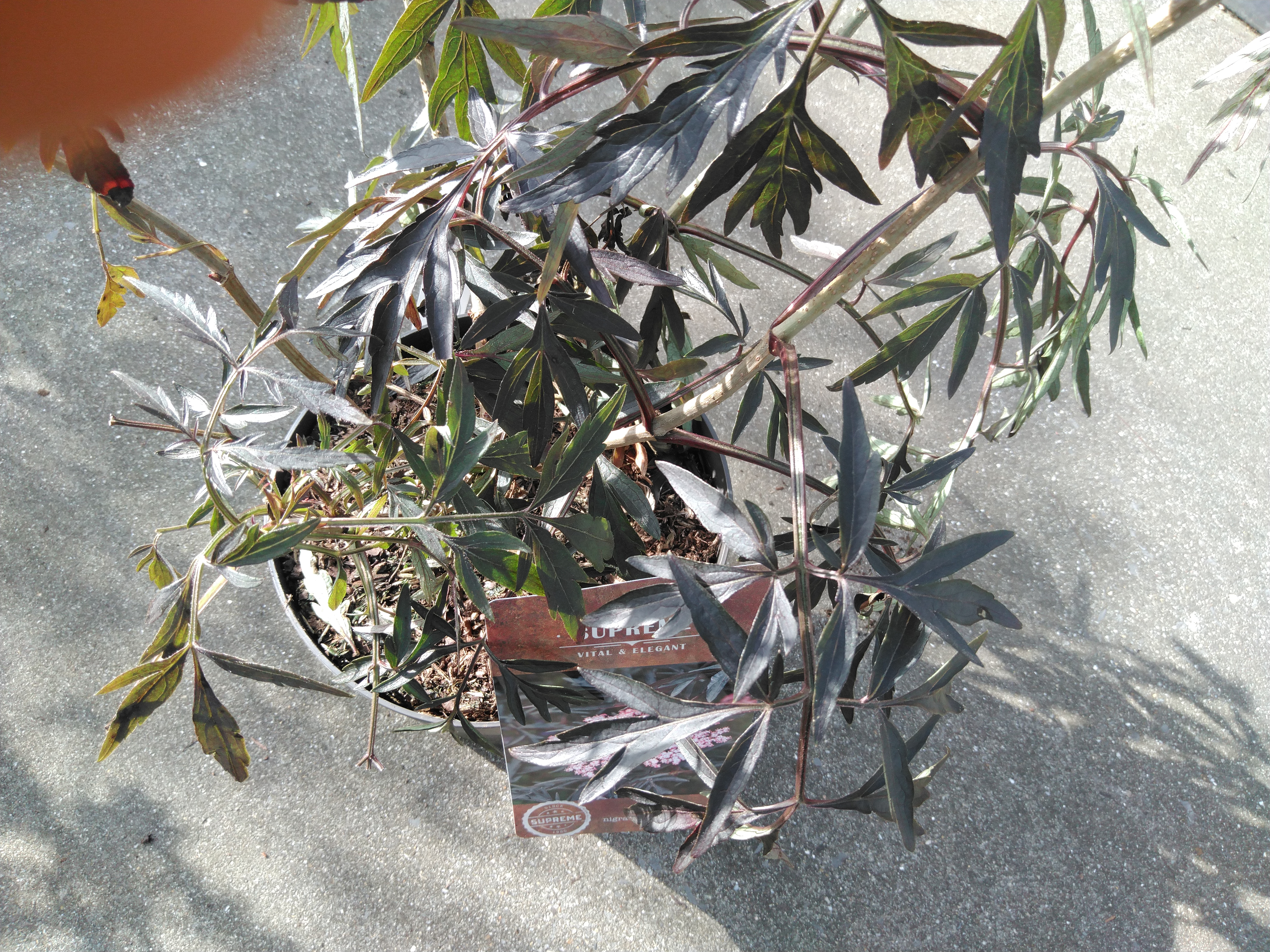 Sambucus nigra 'Black Lace'®