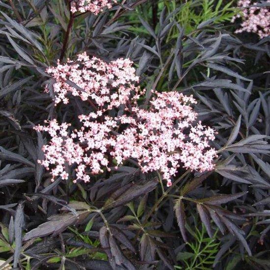 Sambucus nigra 'Black Lace'®