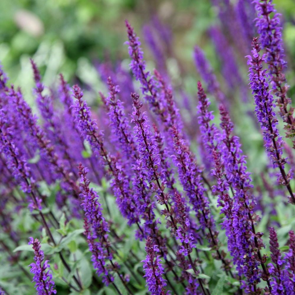 Salvia nem. 'Caradonna'