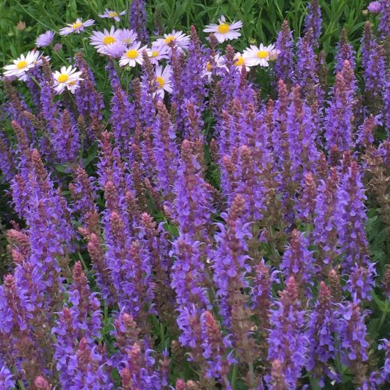 Salvia nem. 'Sensation Deep Blue' Salvia nem. 'Sensation Deep Blue'