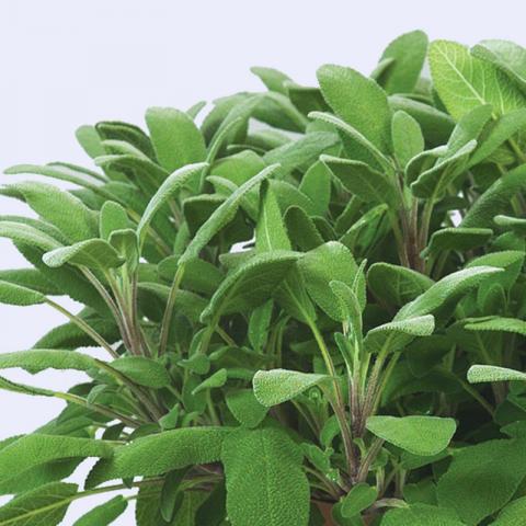 Salvia offic. 'Growers'Friend'
