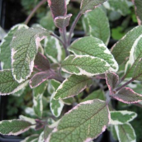 Salvia officinalis 'Tricolor' Salvia officinalis 'Tricolor'