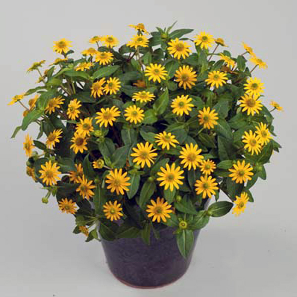 Sanvitalia speciosa geel - jaune Sanvitalia speciosa geel - jaune