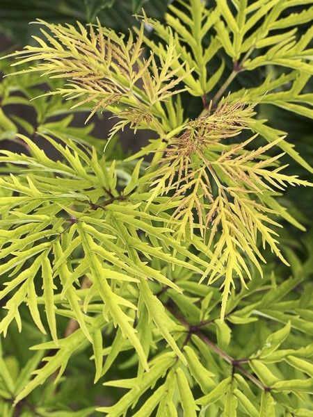 Sambucus rac. 'Lemony Lace' Sambucus rac. 'Lemony Lace'