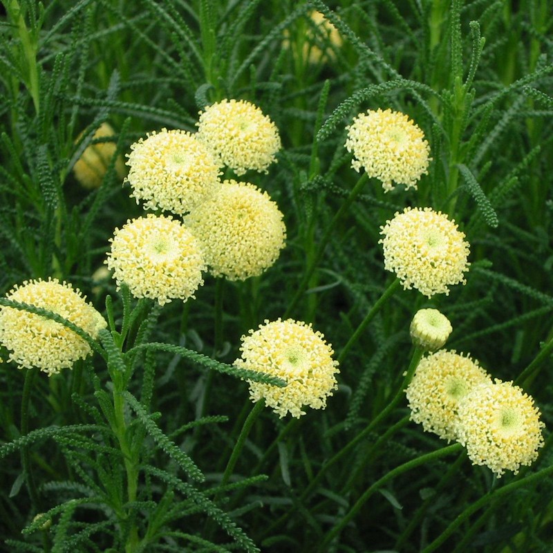 Santolina rosmarinifolia - Olijfkruid Santolina rosmarinifolia - Olijfkruid