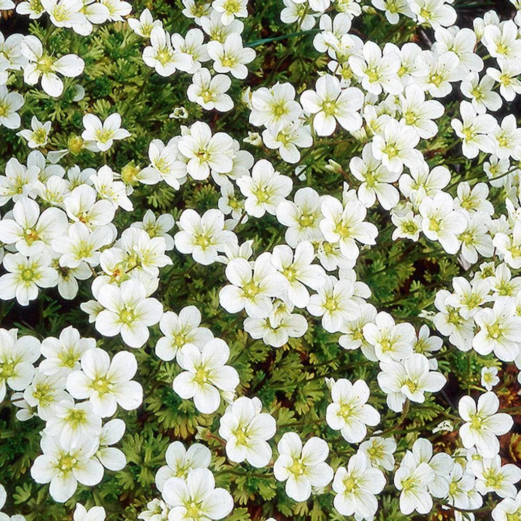 Saxifraga (A) 'Schneeteppich wit - blanc' Saxifraga (A) 'Schneeteppich wit - blanc'