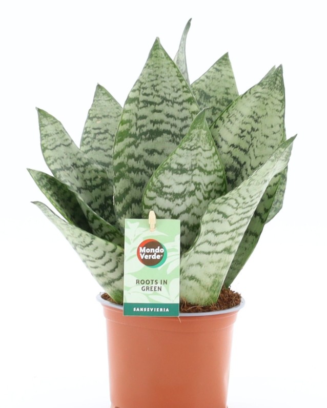 Sansevieria trifa. 'Black Coral'