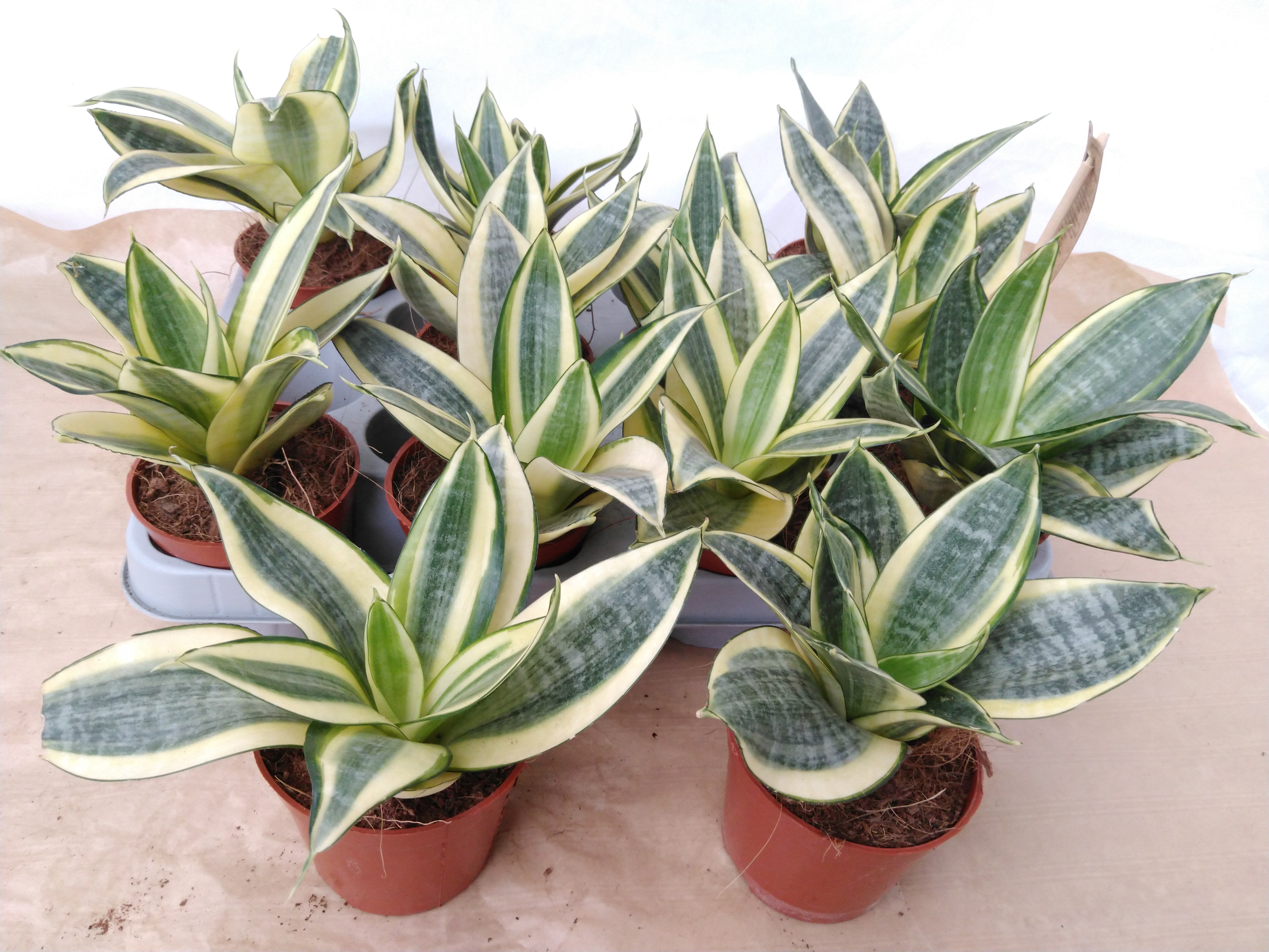 Sansevieria trifa. 'Golden Hahnii'