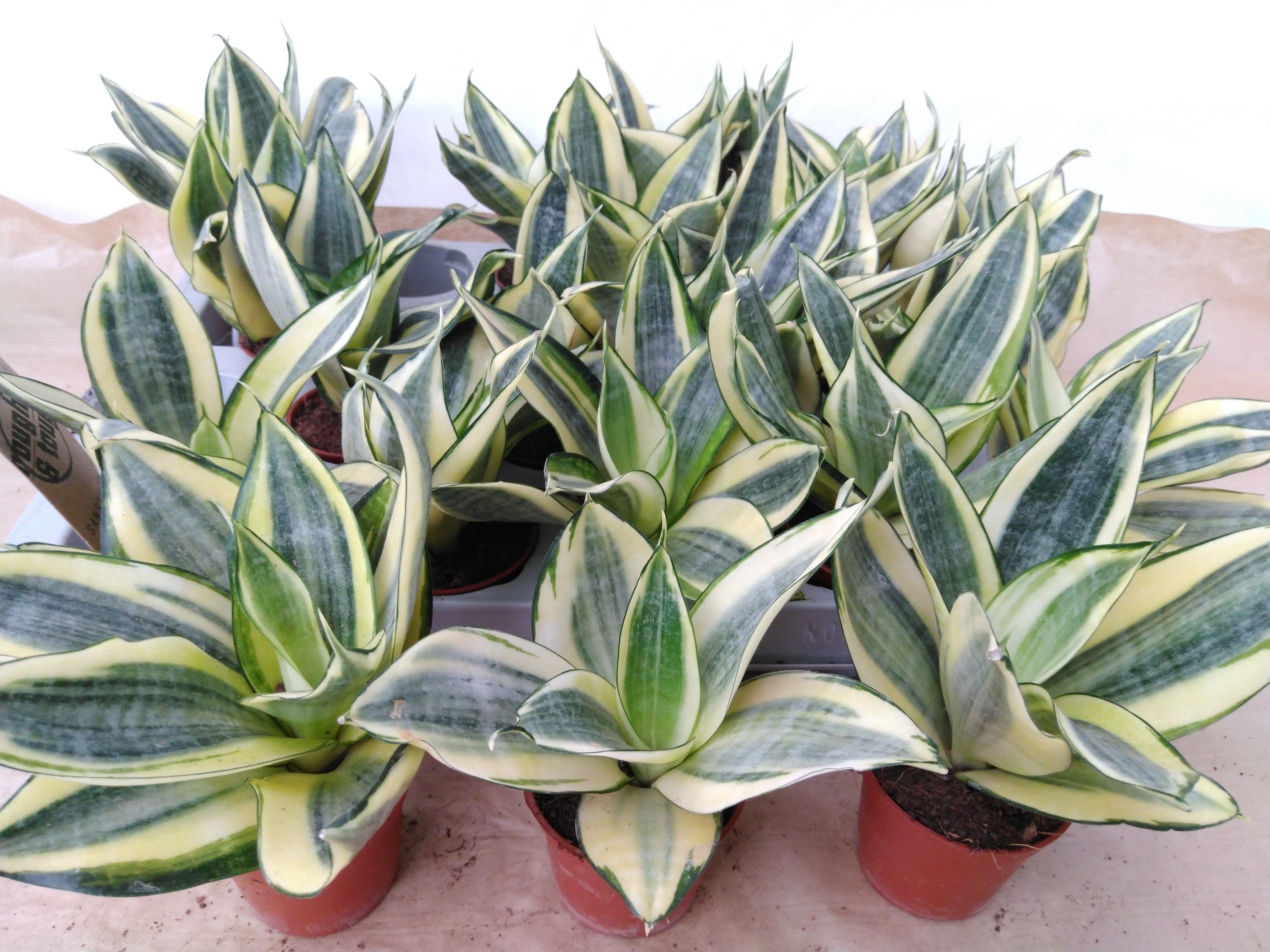 Sansevieria trifa. 'Golden Hahnii'