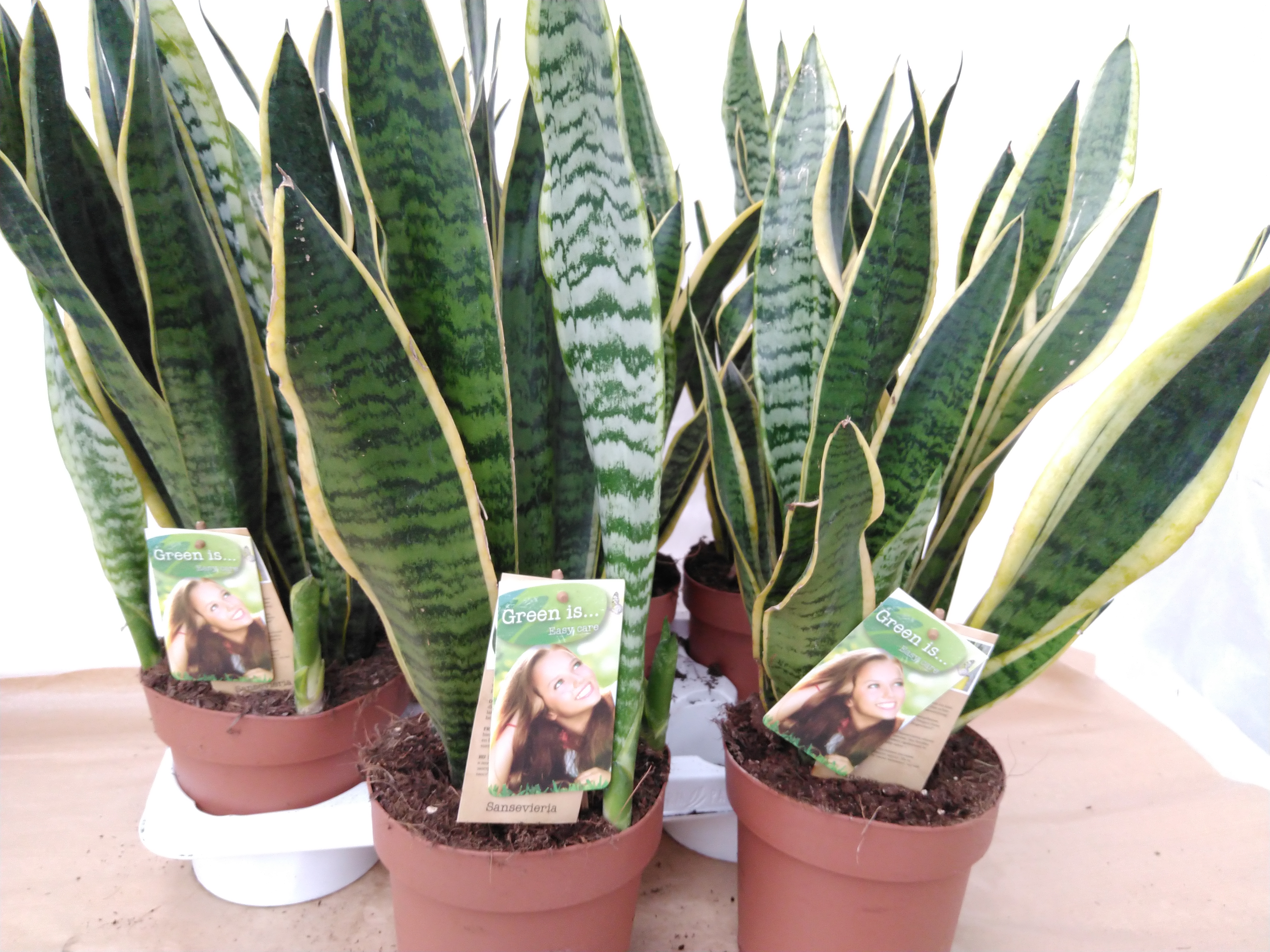 Sansevieria trifa. 'Laurentii' Sansevieria trifa. 'Laurentii'