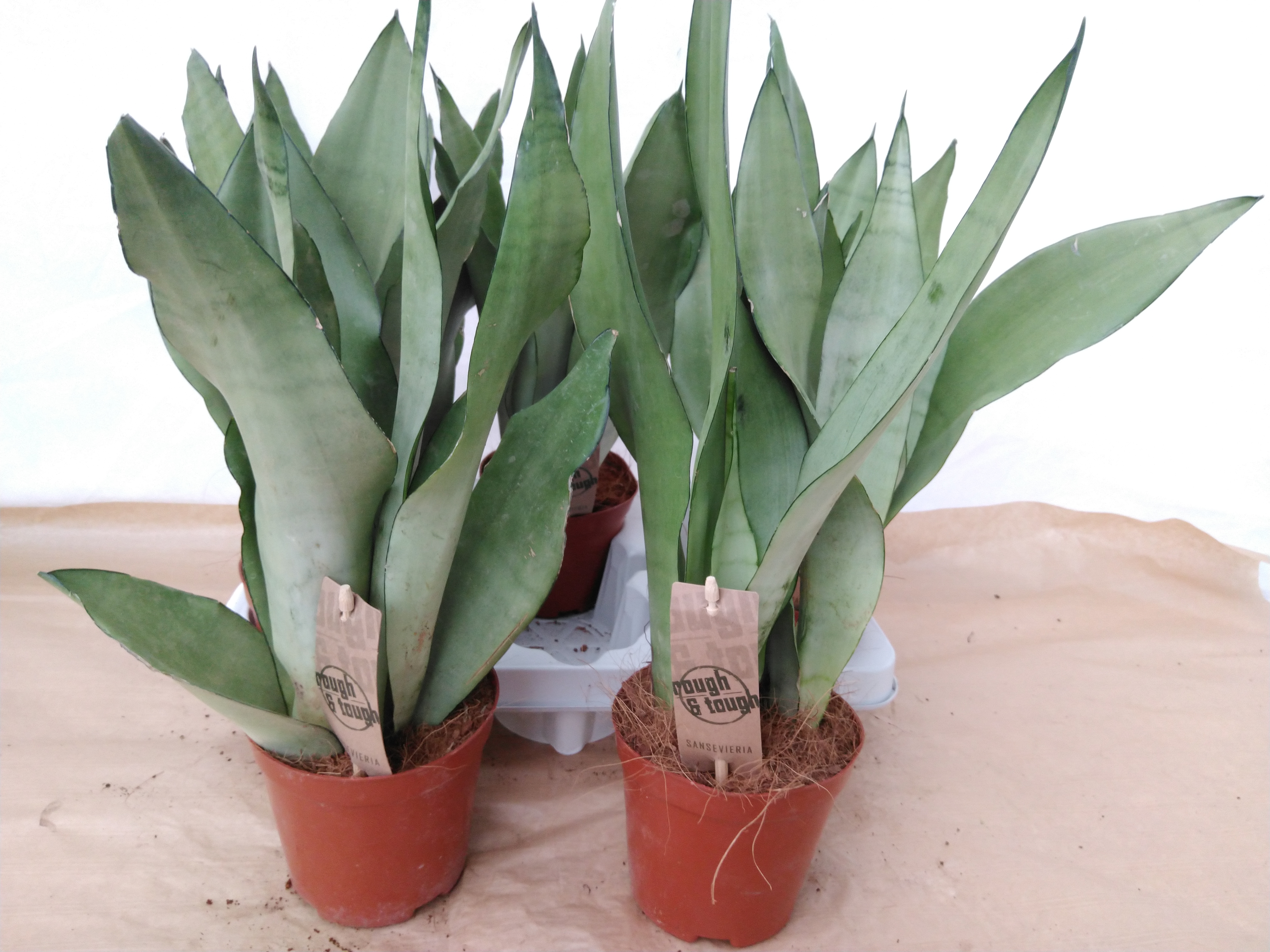 Sansevieria trifa. 'Moonshine'