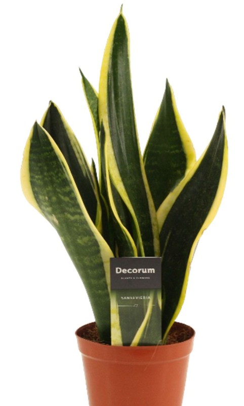 Sanseviera trif. Night Shade