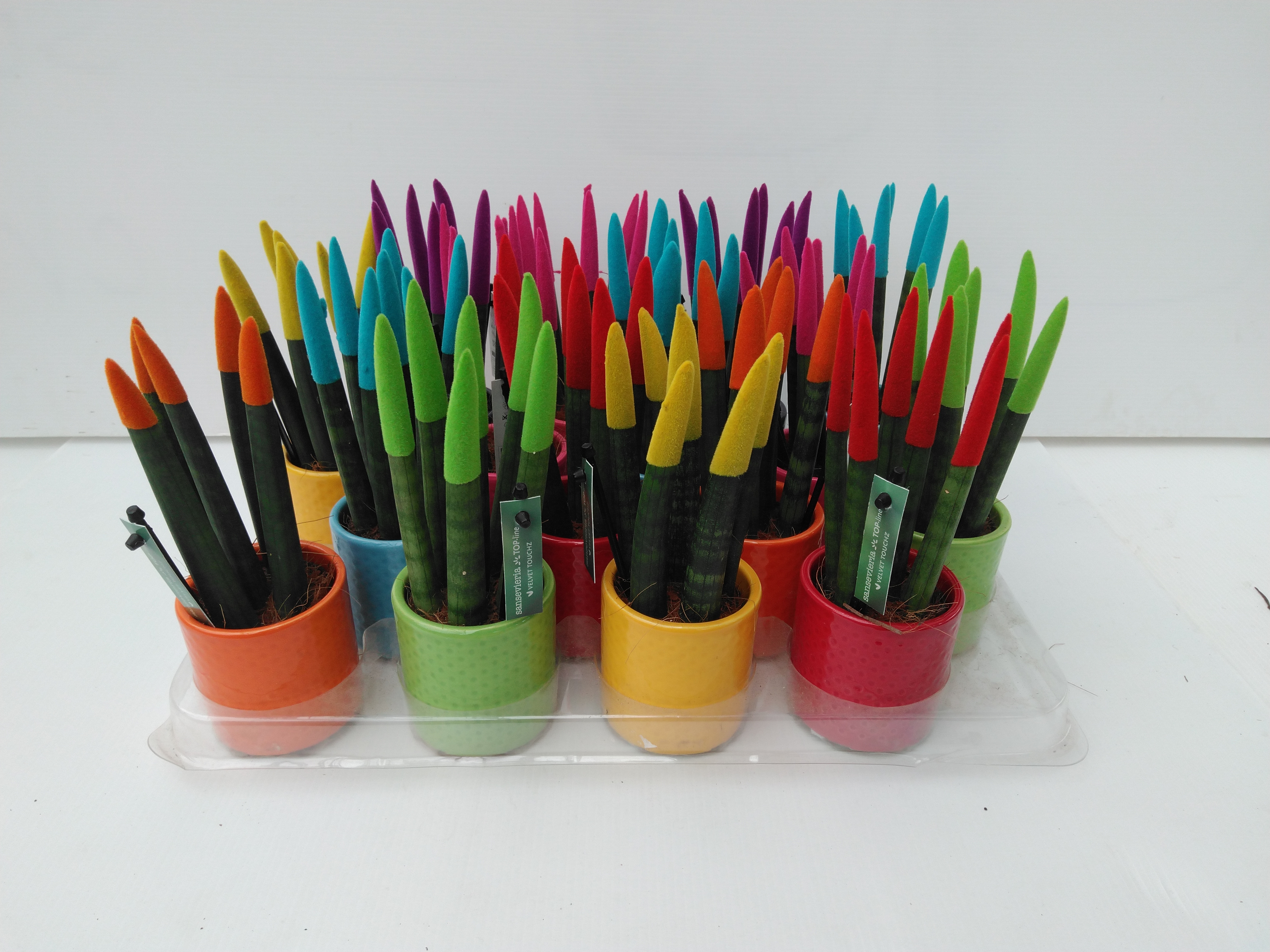 Sansevieria VELVET TOUCHZ mix met dots keramiek