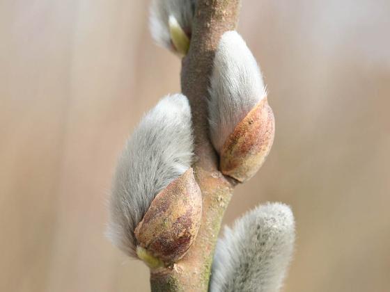 Salix viminalis - Osiers
