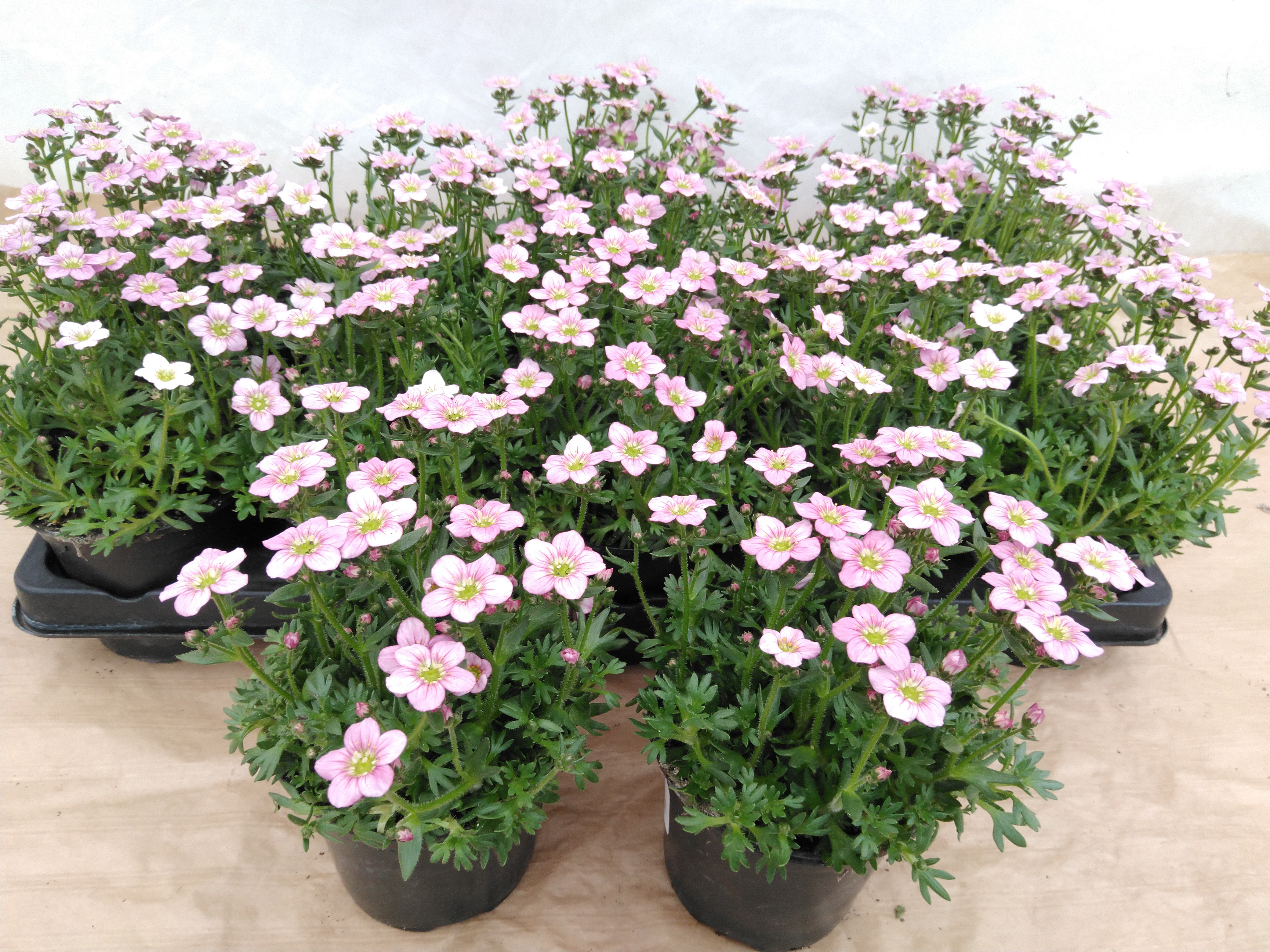 Saxifraga (A) 'Roseteppich roze - rose' Saxifraga (A) 'Roseteppich roze - rose'