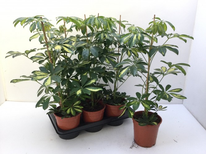 Schefflera arb. 'Compacta' Schefflera arb. 'Compacta'
