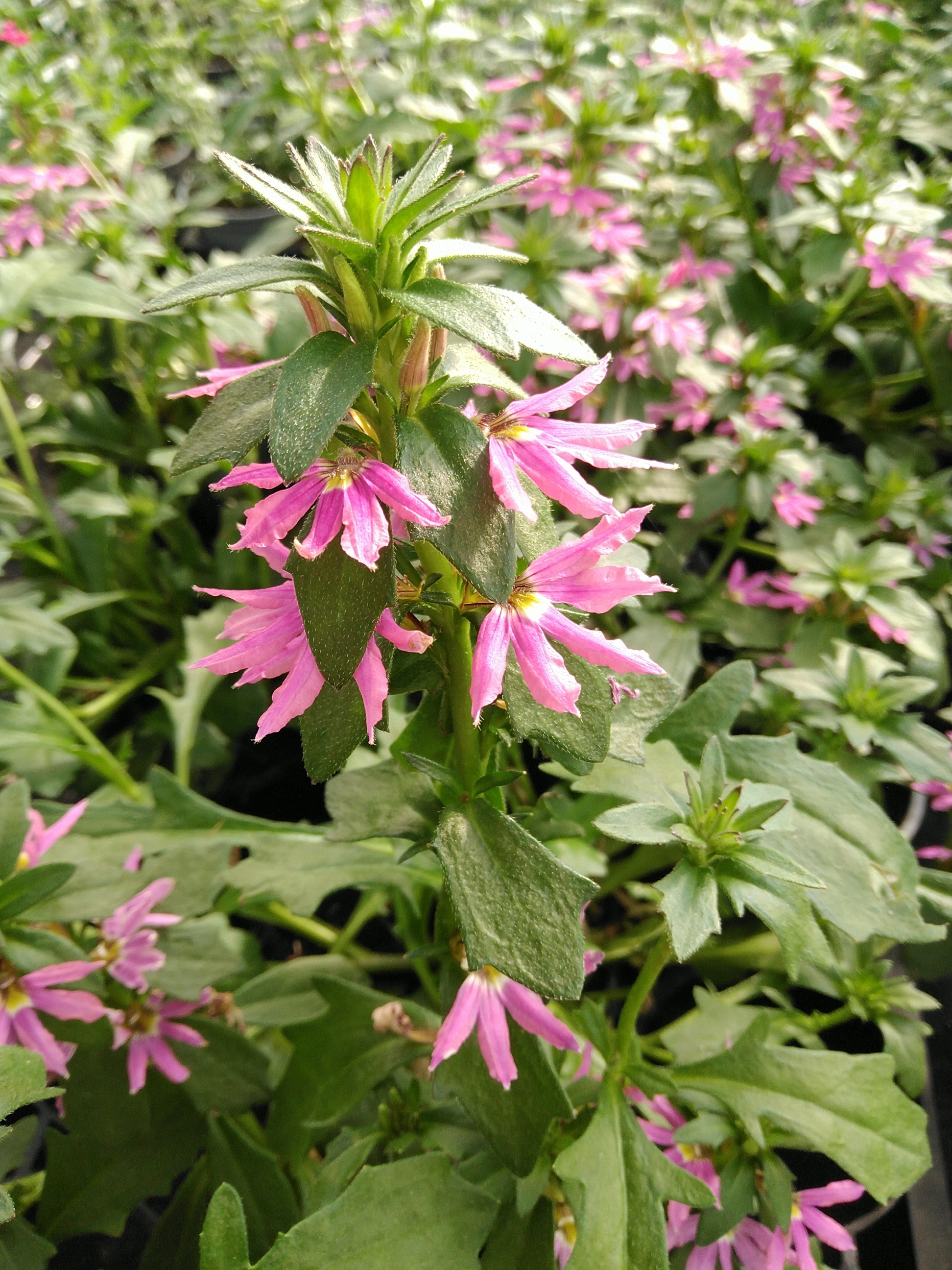 Scaevola aem. 'Whirlwind Pink'  roze