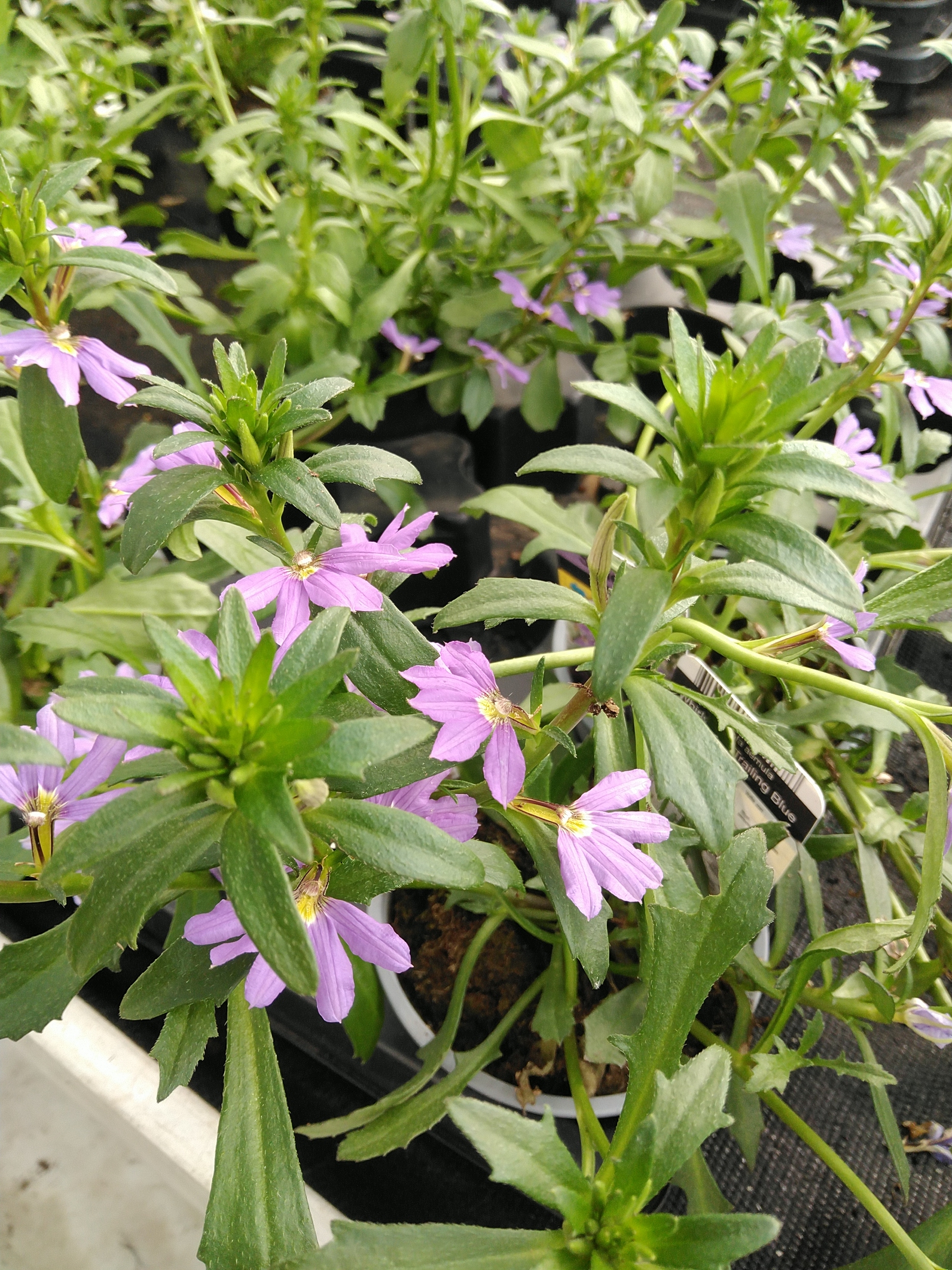 Scaevola aem. 'Whirlwind Trailing Blue'    blauw - bleu