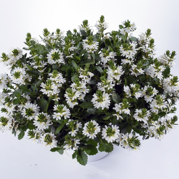 Scaevola aem. 'Whirlwind Trailing White' wit - blanc Scaevola aem. 'Whirlwind Trailing White' wit - blanc