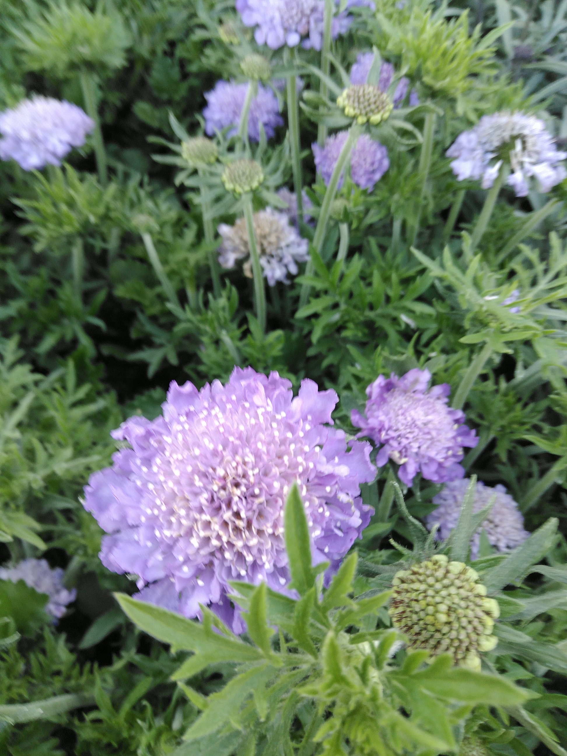 Scabiosa col. 'Mariposa Blue' Scabiosa col. 'Mariposa Blue'