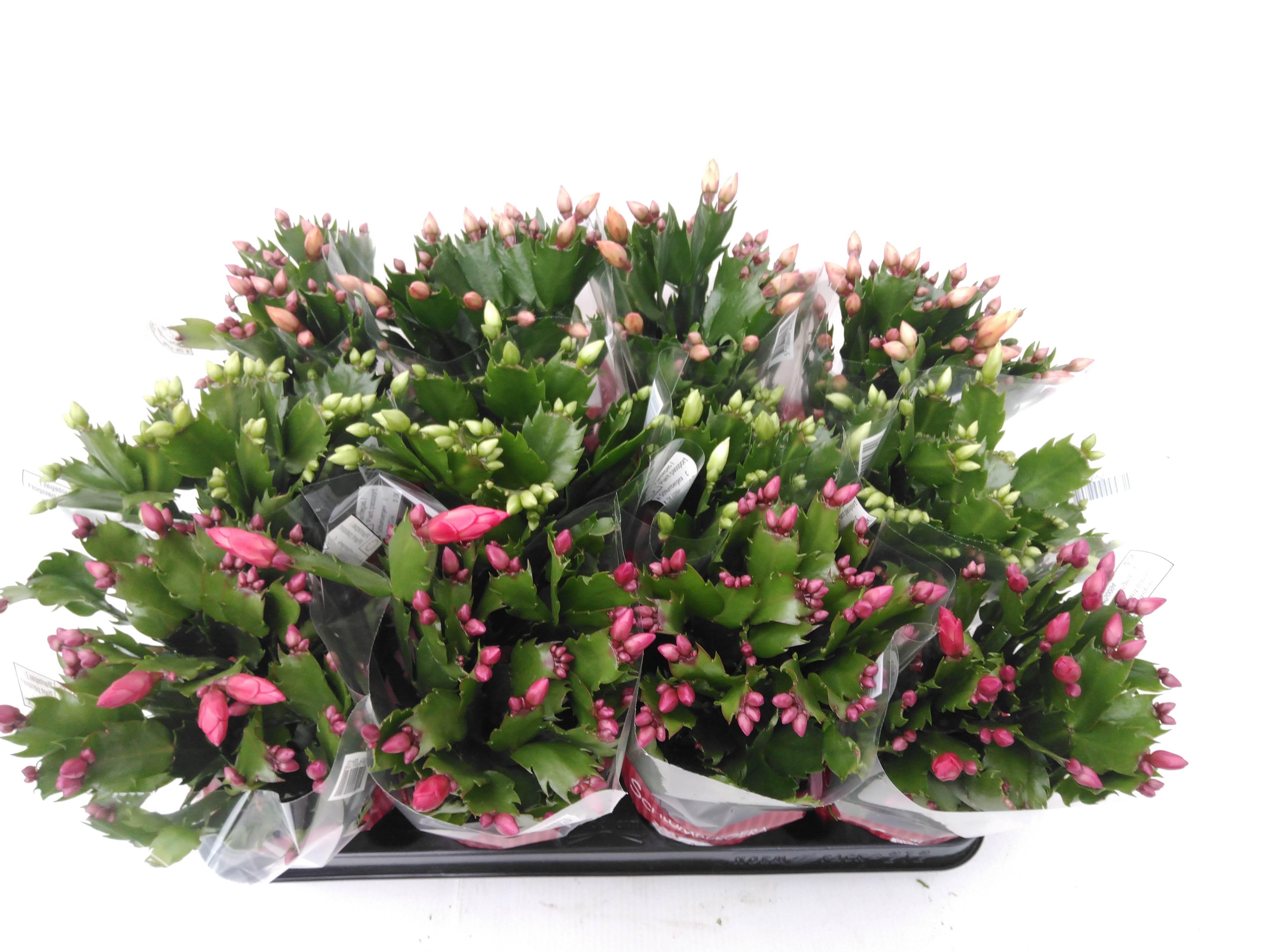 Schlumbergera mix  30 knop
