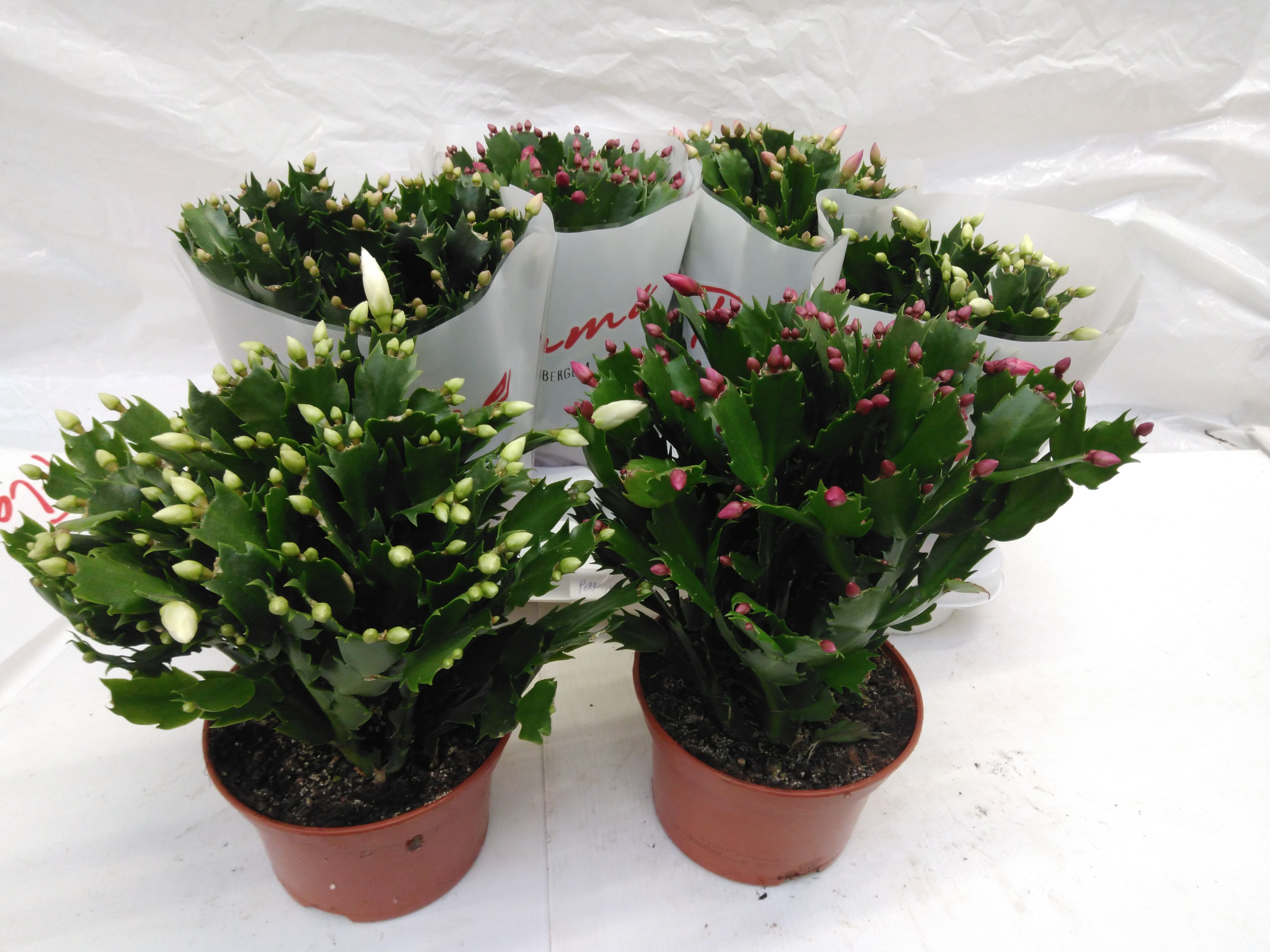 Schlumbergera mix  30 knop