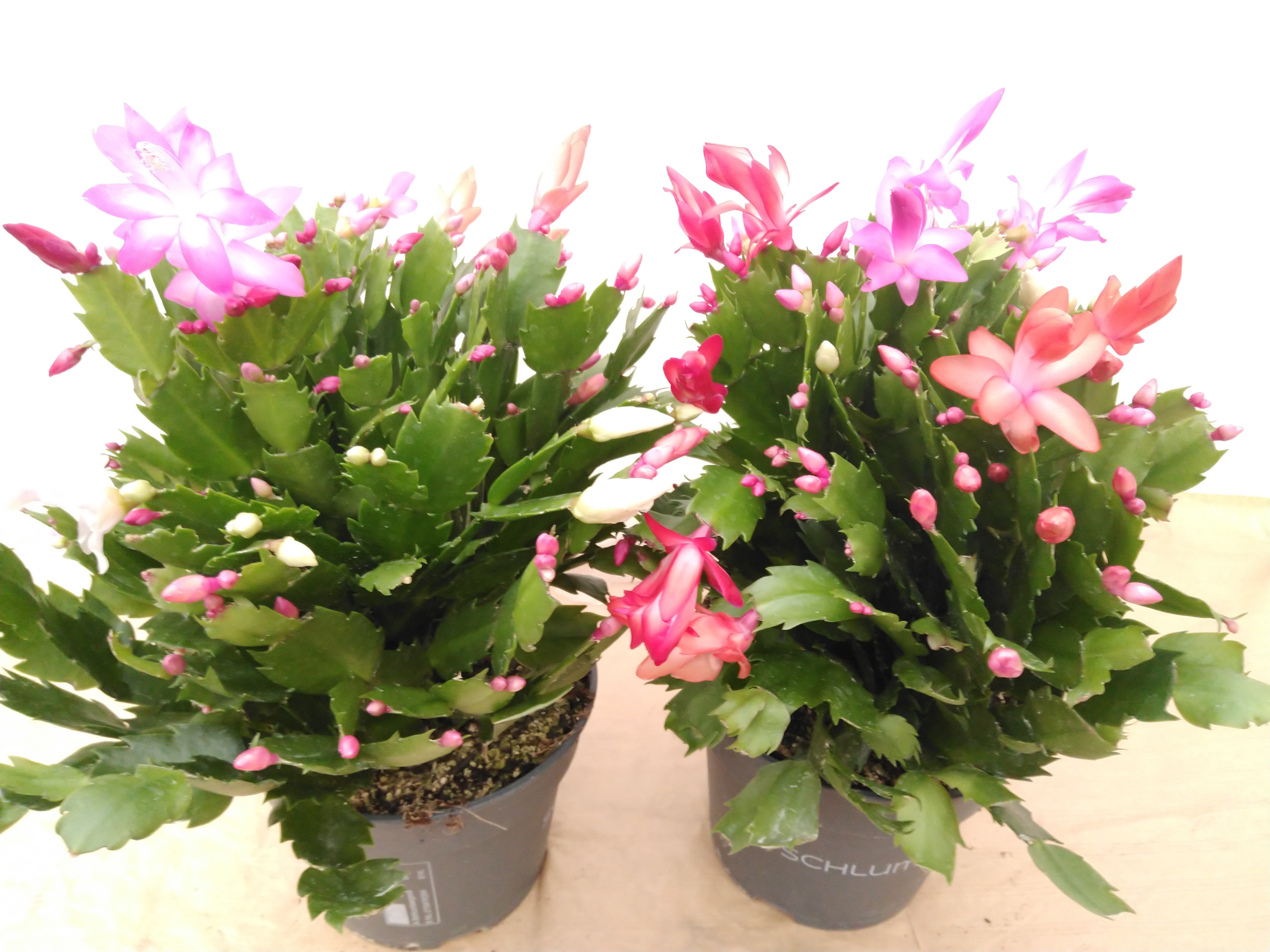 Schlumbergera mixpot groot