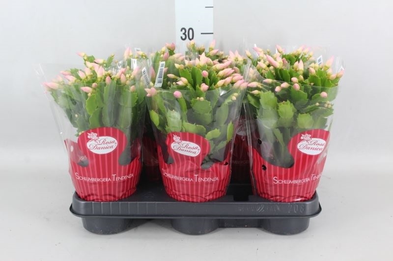 Schlumbergera 'Danica'  - roze/rose
